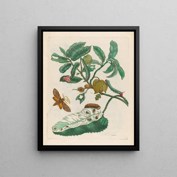 Sac d'acide - Maria Sibylla Merian — framed artwork on a wall