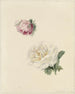 Études d'une rose rose et d'une rose blanche - Marie Louise Praetorius — artwork view