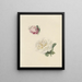 Études d'une rose rose et d'une rose blanche - Marie Louise Praetorius — framed artwork on a wall
