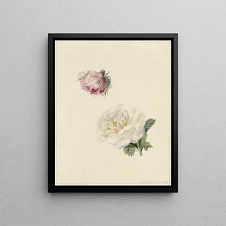 Marie Louise Praetorius - Studies van een roze en een witte roos.webp
