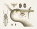 1 The largest crested heron 2 The spotted newt 3 The Chego 4 Scarabus c 5 The cockroach - Mark Catesby — artwork view
