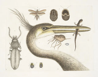 1 The largest crested heron 2 The spotted newt 3 The Chego 4 Scarabus c 5 The cockroach - Mark Catesby — artwork view