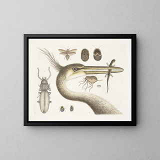 1 The largest crested heron 2 The spotted newt 3 The Chego 4 Scarabus c 5 The cockroach - Mark Catesby — framed artwork on a wall