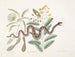 Acacia and fruit tree, shrubbery with oblong leaves and viper with minor rattlesnake tail - Mark Catesby — artwork view