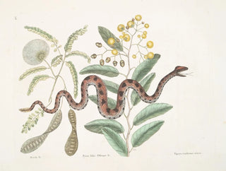 Acacia and fruit tree, shrubbery with oblong leaves and viper with minor rattlesnake tail - Mark Catesby — artwork view