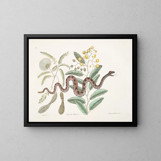 Acacia and fruit tree, shrubbery with oblong leaves and viper with minor rattlesnake tail - Mark Catesby — framed artwork on a wall