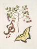 Acacia with larger leaves Papilio journal first the largest - Mark Catesby — artwork view