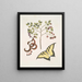 Acacia with larger leaves Papilio journal first the largest - Mark Catesby — framed artwork on a wall