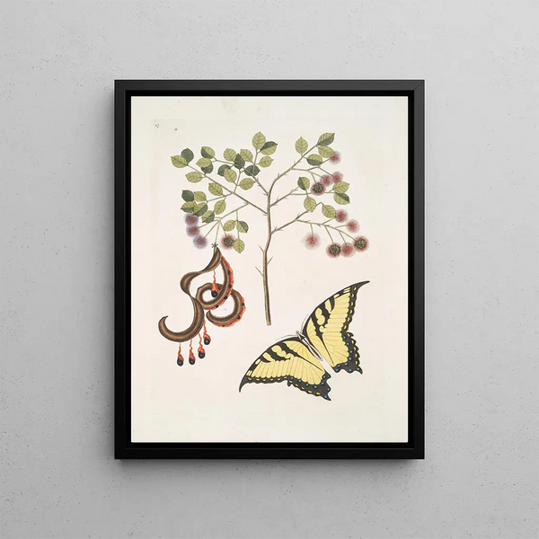 Acacia with larger leaves Papilio journal first the largest - Mark Catesby — framed artwork on a wall