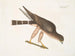 The falcon of the woodpigeons - Mark Catesby — artwork view