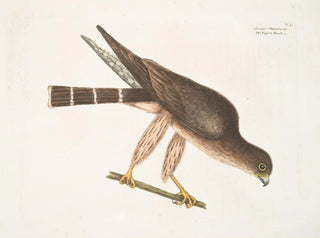 The falcon of the woodpigeons - Mark Catesby — artwork view