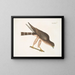 The falcon of the woodpigeons - Mark Catesby — framed artwork on a wall