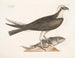 The falconer - Mark Catesby — artwork view