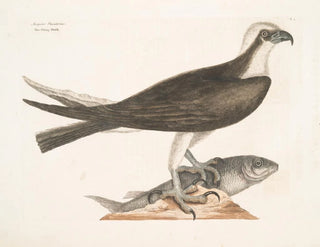 The falconer - Mark Catesby — artwork view