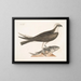 The falconer - Mark Catesby — framed artwork on a wall