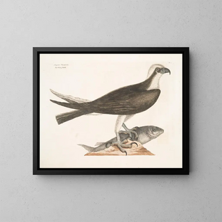 The falconer - Mark Catesby — framed artwork on a wall