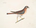 The Little Falcon - Mark Catesby — artwork view