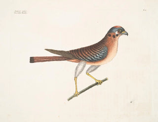 The Little Falcon - Mark Catesby — artwork view