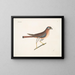 The Little Falcon - Mark Catesby — framed artwork on a wall