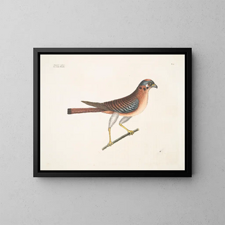 The Little Falcon - Mark Catesby — framed artwork on a wall