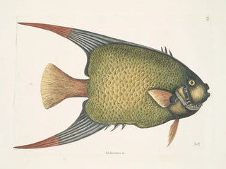 Un Acarauna and the Angelfish - Mark Catesby — artwork view