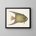 Un Acarauna and the Angelfish - Mark Catesby — framed artwork on a wall
