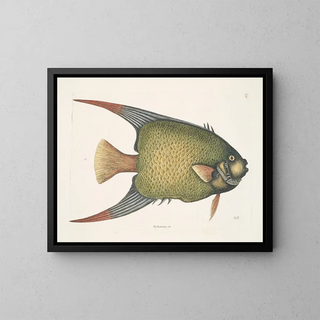 Un Acarauna and the Angelfish - Mark Catesby — framed artwork on a wall
