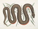 Un Recinoides and the bark of Ilathera, Anguis, and the copper-bellied snake - Mark Catesby — artwork view