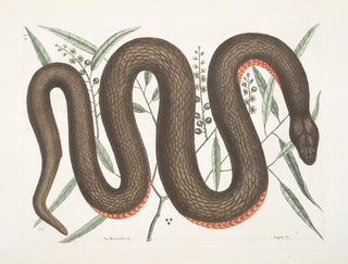 Un Recinoides and the bark of Ilathera, Anguis, and the copper-bellied snake - Mark Catesby — artwork view