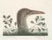 Le grand fou de Bassano - Mark Catesby — artwork view