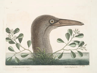 Le grand fou de Bassano - Mark Catesby — artwork view