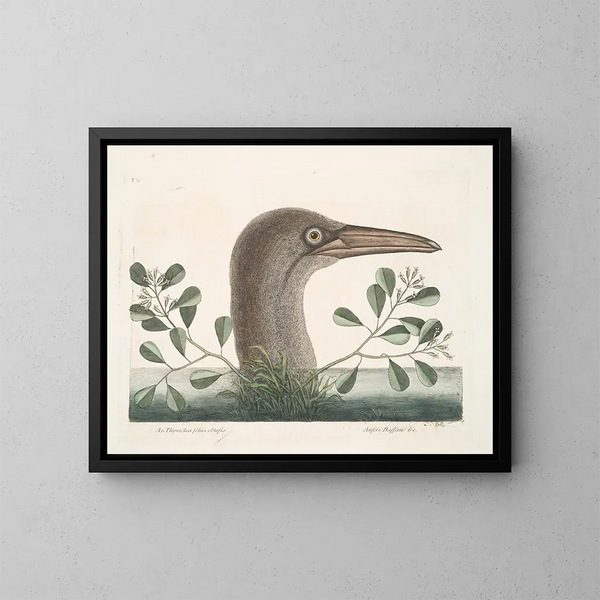 Le grand fou de Bassano - Mark Catesby — framed artwork on a wall