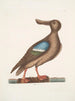 Anas Americanus The Blue-winged Teal - Mark Catesby — artwork view
