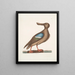 Anas Americanus The Blue-winged Teal - Mark Catesby — framed artwork on a wall