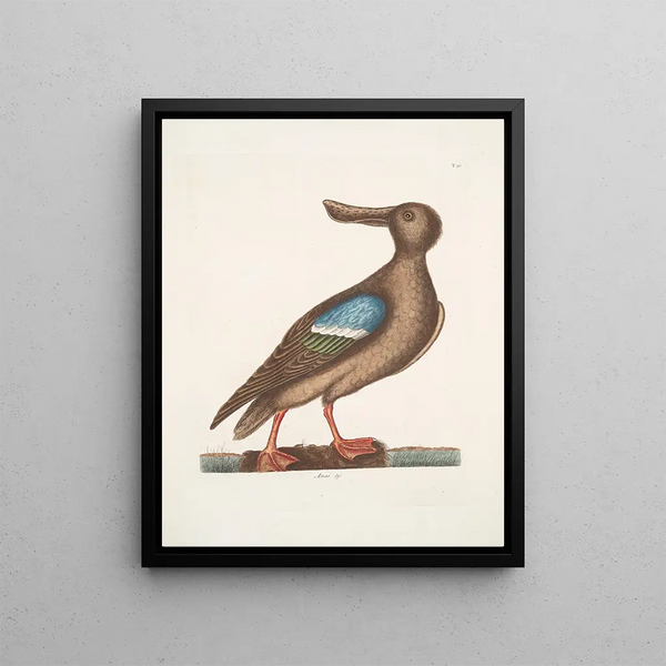 Anas Americanus The Blue-winged Teal - Mark Catesby — framed artwork on a wall