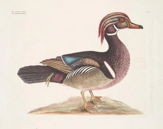 The Elegant Summer Duck - Mark Catesby — artwork view