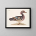 The Elegant Summer Duck - Mark Catesby — framed artwork on a wall
