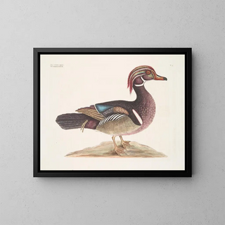 The Elegant Summer Duck - Mark Catesby — framed artwork on a wall