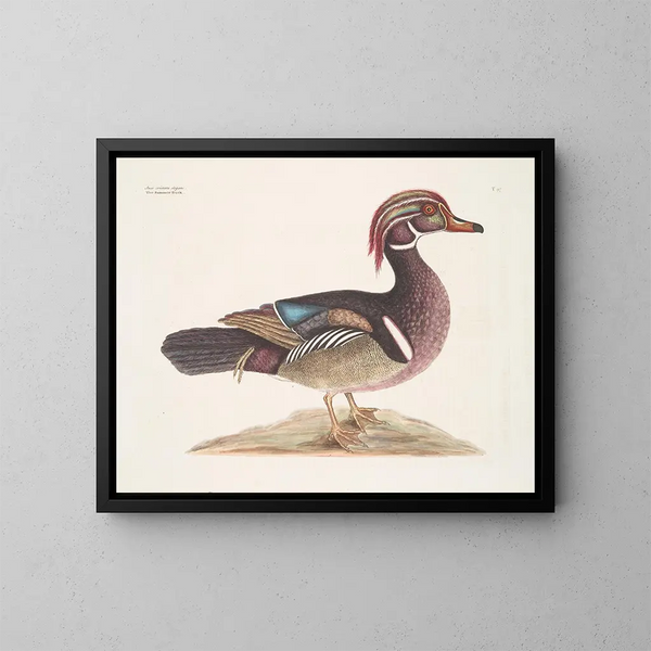 The Elegant Summer Duck - Mark Catesby — framed artwork on a wall