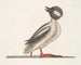 The Buffalo Duck - Mark Catesby — artwork view