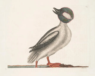 The Buffalo Duck - Mark Catesby — artwork view