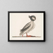 The Buffalo Duck - Mark Catesby — framed artwork on a wall