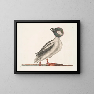 The Buffalo Duck - Mark Catesby — framed artwork on a wall