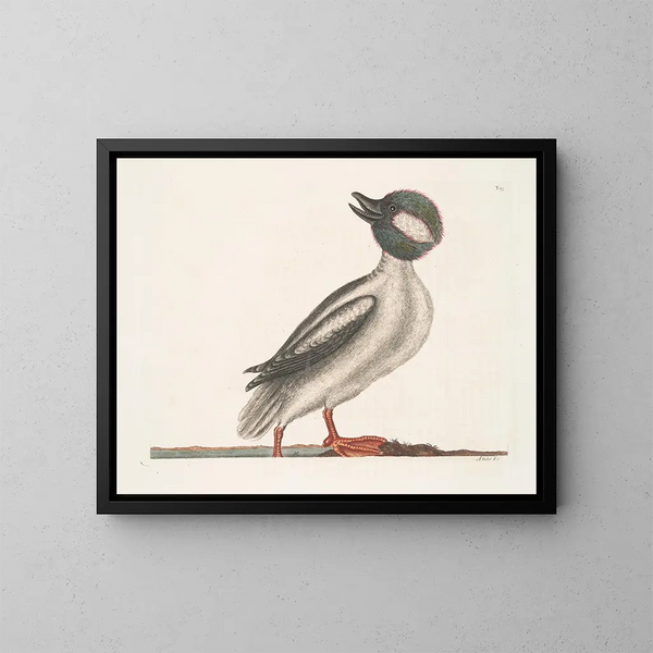 The Buffalo Duck - Mark Catesby — framed artwork on a wall