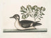 The Little Brown Duck - Mark Catesby — artwork view