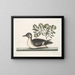 The Little Brown Duck - Mark Catesby — framed artwork on a wall