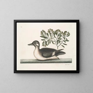 The Little Brown Duck - Mark Catesby — framed artwork on a wall