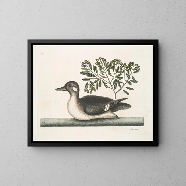 The Little Brown Duck - Mark Catesby — framed artwork on a wall