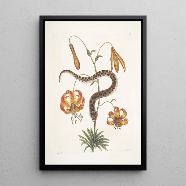 Anguis capite viperino The Serpent with a Snub Nose Lilium c - Mark Catesby — framed artwork on a wall