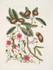 Anona foliis Laurinis Le Sappadillo Convolvulus feuilles panachées c - Mark Catesby — artwork view